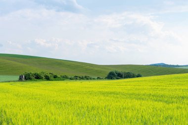 Genç yeşil tarımsal alan manzarası güzel bulutlar mavi gökyüzü güneşli geniş açı mercek