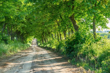 Toprak yol hareketli, yoğun, yeşil ağaçlar ve çalılarla kaplı, gölge ve güneş değişmeli, telefoto