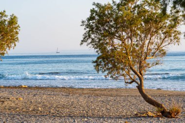 Düz taşlı plaj ağaçlarla dağılmış, uzaklarda bir yelkenli gemisi, açık mavi gökyüzü, uzun gölgeler, gün batımında, telefoto