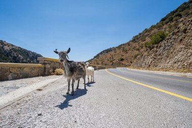 Parlak güneşte yol keçileri, açık mavi gökyüzü, Yunanistan, Girit adası, geniş açı mercek