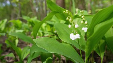 Vadi çiçeklerinin küçük beyaz nilüferlerinin orman zemininde büyük yeşil yapraklarla barışçıl bir yakın çekimi. Sahne, hafif bir esinti çiçekleri ve yaprakları hafifçe hareket ettirirken sakin ve sakin bir doğal atmosfer yaratırken hareketsiz kalıyor..