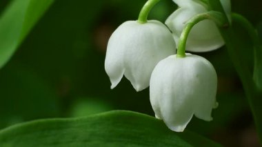 Vadi çiçeklerinin iki beyaz zambağının yakın çekim makrosu koyu, bulanık bir arka plana karşı duruyor. Kamera, yumuşak gölgeler narin taç yaprakları üzerinde dans ederken hareketsiz kalır, rüya gibi ve samimi bir atmosfer yaratır..