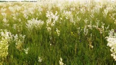 Yumuşak, narin, ince saplı bitkilerle kaplı, küçük beyaz çiçeklerle süslenmiş yemyeşil bir çayırın huzurlu yakın görüntüsü..