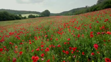 Rüzgarda sallanan sayısız kırmızı gelincikle dolu uçsuz bucaksız bir çayırda nefes kesici bir yolculuk. Kamera yavaşça ilerler, izleyiciyi yemyeşil çalılıklara daldırır ve renkli görüntülerin canlı güzelliğine.