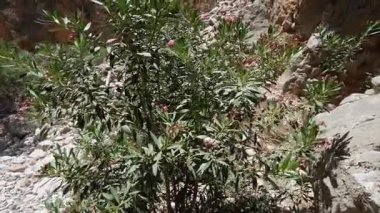 Cretes Aradena Boğazı 'nın kalbinde, kamera rüzgarda hafifçe sallanan pembe bir zakkum yakalar. Manzara yavaşça yukarı doğru eğildikçe, sahne, ıssız vadideki engin ve engebeli uçurumları gözler önüne sermek için genişliyor.. 