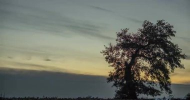 Günbatımından yıldızlı bir geceye olan büyülü dönüşümü izle. Bu çarpıcı zaman kaydıyla. Önplanda gür yaprakları olan büyük, tanımlı bir ağaç yer alırken, bulutlu gökyüzü yıldızlarla dolu bir alana dönüşür.