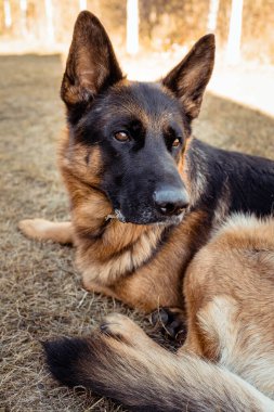 Tatlı Alman çoban köpeği alarm modunda, bir şeyler dinliyor.