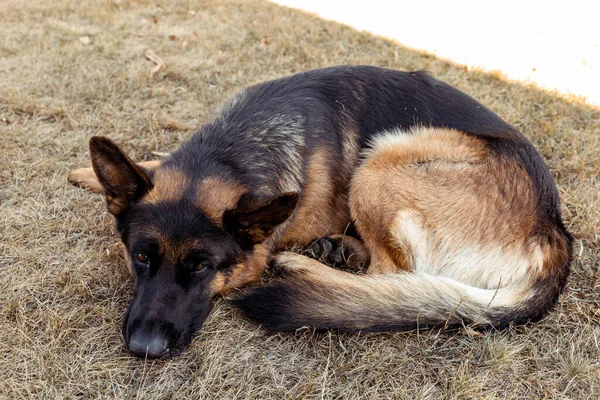 可爱的德国牧羊犬躺在地上 — 图库照片