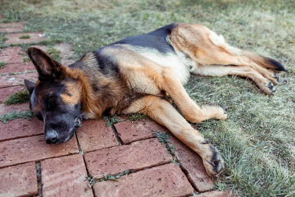 Niedlicher Schäferhund Ruht Auf Dem Boden — Stockfoto
