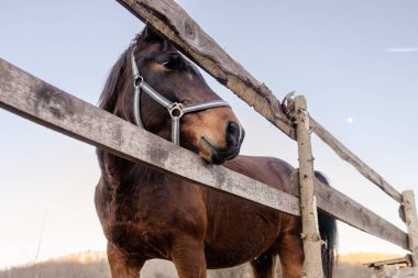 Close-up of a beautiful brown horse standing next to a wooden fence.