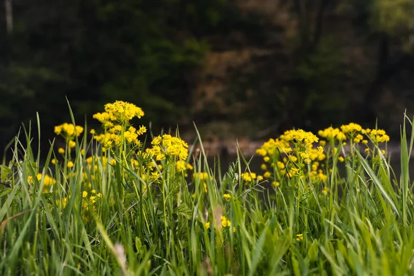 Små Gula Blommor Blommar Våren Bakgrund Kopieringsutrymme — Stockfoto