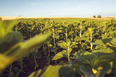 Yunanistan 'ın Thasos kentindeki tarlalarda ayçiçeği bitkileri yetişiyor