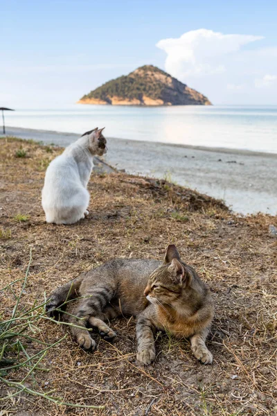 Две Кошки Отдыхают Пляже Тасосе Греция — стоковое фото
