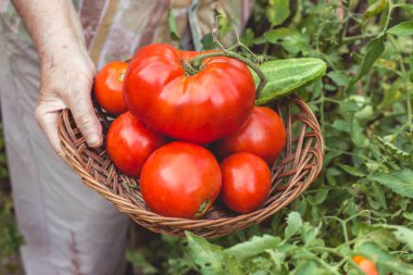 Yaşlı kadın elleri bahçeden taze toplanmış domates ve salatalık gösteriyor. Organik bahçe işleri.