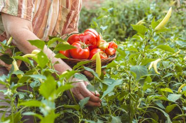 Yaşlı kadın bahçesinden sebze topluyor. Organik bahçe işleri.