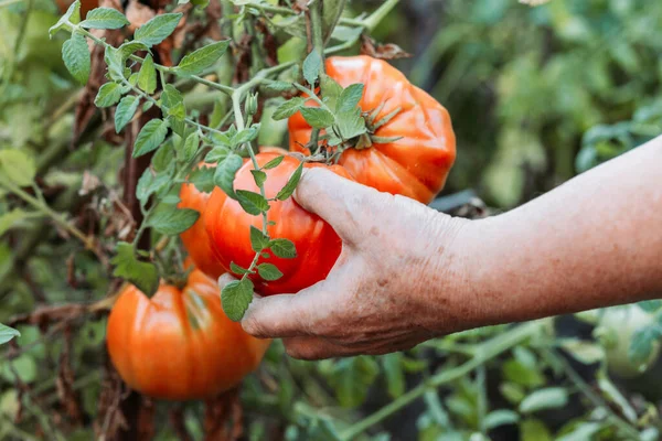 Manos Humanas Recogiendo Tomate Rojo Fresco Alimentación Ecológica Jardinería — Foto de Stock