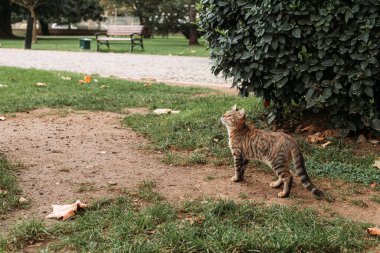 Dolmabahce Sarayı bahçesinde sokak kedisi, İstanbul