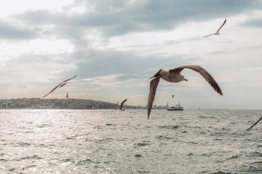 İstanbul, Boshorus bölgesinde denizler üzerinde uçan martılar