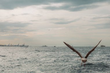 İstanbul, Boshorus bölgesinde deniz üzerinde uçan martılar