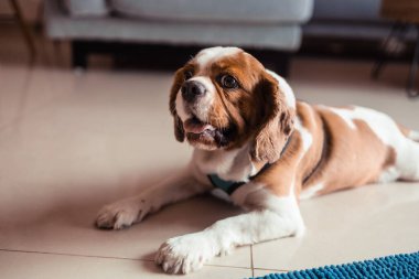 Tatlı süvari kral Charles Spaniel köpek yerde yatıyor.