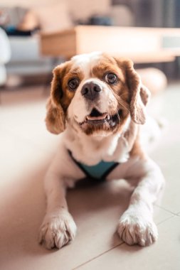 Tatlı süvari kral Charles Spaniel köpek yerde yatıyor.