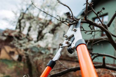 Portakal budama makası yakın plan, budamaya hazır.