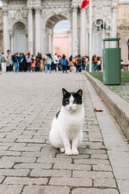 Dolmabahçe sarayının bahçesinde sokak kedisi, siyah-beyaz kedi, İstanbul