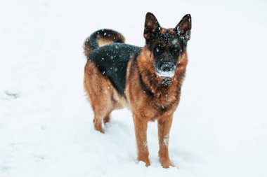 Şirin Köpek Portresi: Alman Çoban Köpeği Kar Altında