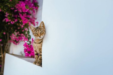 Yunanistan 'ın Milos kentindeki Blooming Bougainvillea' nın Çerçevelediği Pencerenin Üzerinde Duran Kedi