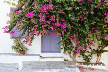 Çiçek açan Pembe Bougainvillea 'nın çerçevelettiği Pastel Mor Kapılı Milos Adası' ndaki Geleneksel Yunan Sahnesi