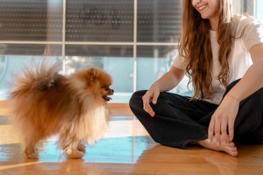 Pomeranian köpeği sahibinin önünde duruyor, oturma odasında oynuyor.