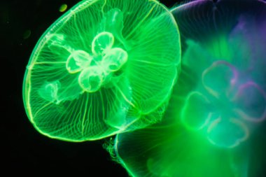 Beautiful Jellyfish drifting at the sea life Aquarium in Sydney Australia
