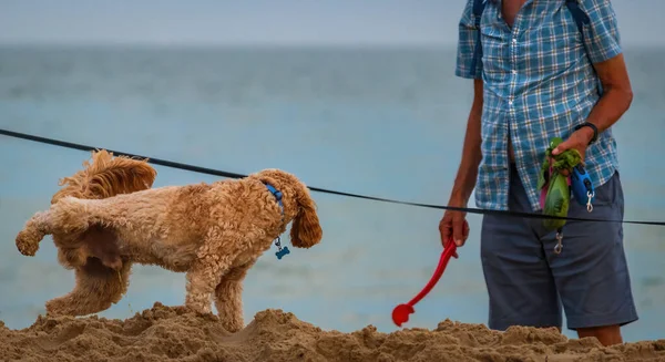 Dog peeing on the Bournemouth beach in England