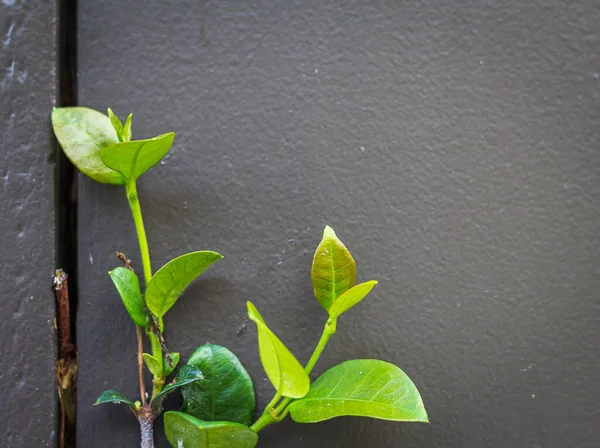 çimento arkaplan yeşil yaprak