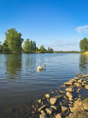 Milton Keynes, İngiltere 'de Günbatımında Furzton Gölü' nde Kuğu