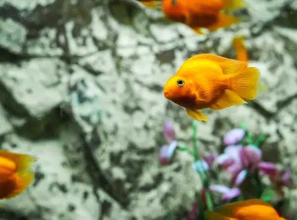 Bir akvaryumda zarafetle yüzen portakal balığının yakından görüntüsü..