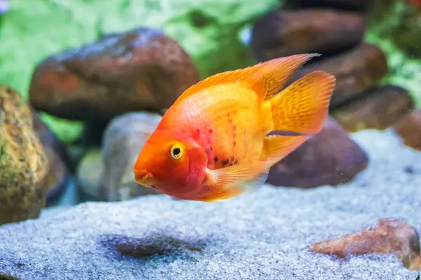 Renkli bir balığın yakın çekimi, muhtemelen bir cichlid, turuncu ve kırmızı renkte, tatlı su akvaryumunda yüzüyor..