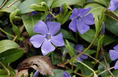 Vinca (periwinkle) plants spreading along a border