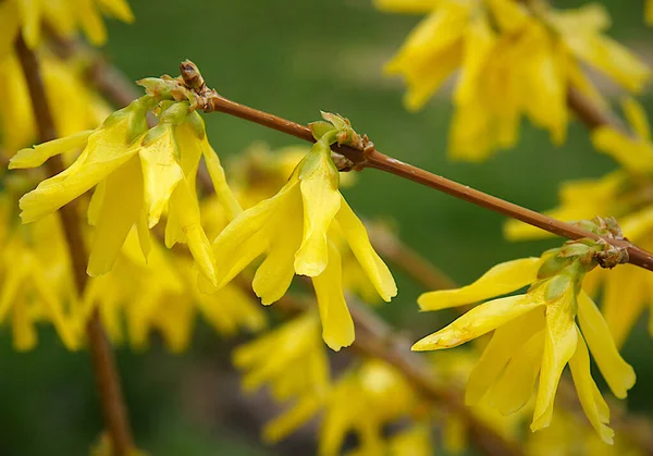 Forsythia branches with flowers and buds in early spring