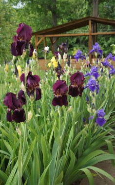 Multicolored flowers of irises are a real decoration of the spring garden