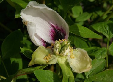 Tohumu, Bahçe Şakayık (Paeonia suffruticosa)