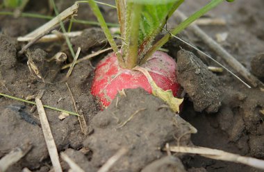 Growing radish plants (Raphanus sativus) in home gardens