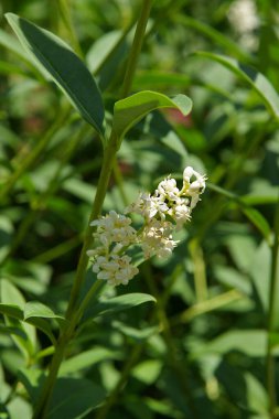 Güzel beyaz çiçekler ve yabani mahrem alanlar (Ligustrum vulgare)