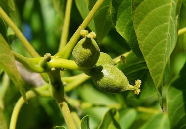 Fındıklı taze taze meyveler.