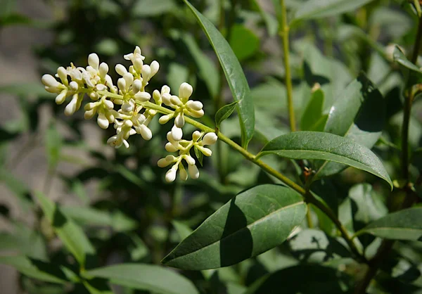 Lindas Flores Brancas Botões Privet Selvagem Ligustrum Vulgare — Fotografia de Stock