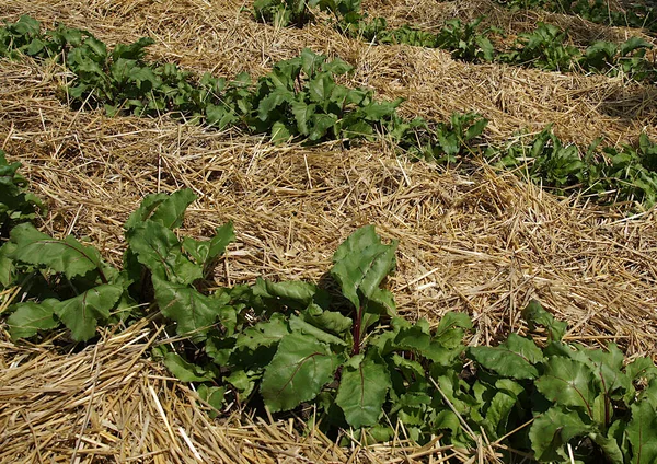有机农场田里一排排小甜菜 Beta Vulgaris 植物和稻草覆盖物 — 图库照片