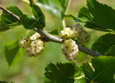Beyaz dutlu bir dal (Morus alba) meyve
