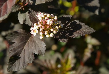 (Physocarpus opulifolius (Physocarpus opulifolius))