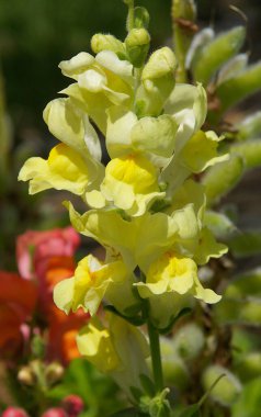 Sincap ejderhaları (Antirrhinum majus) çiçek saplarını geniş bir yelpazeye yayarak bahçede renkli bir açıklama yaparlar.