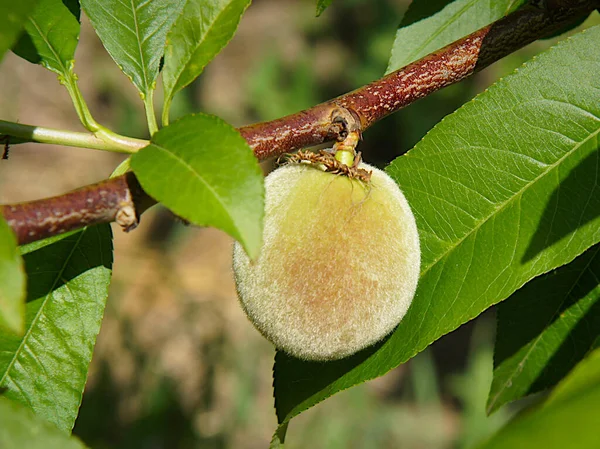 Unreife Pfirsichfrüchte Baum Frühsommer — Stockfoto